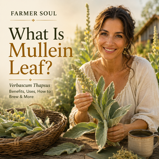 What Is Mullein Leaf? A Botanical Guide to Verbascum thapsus