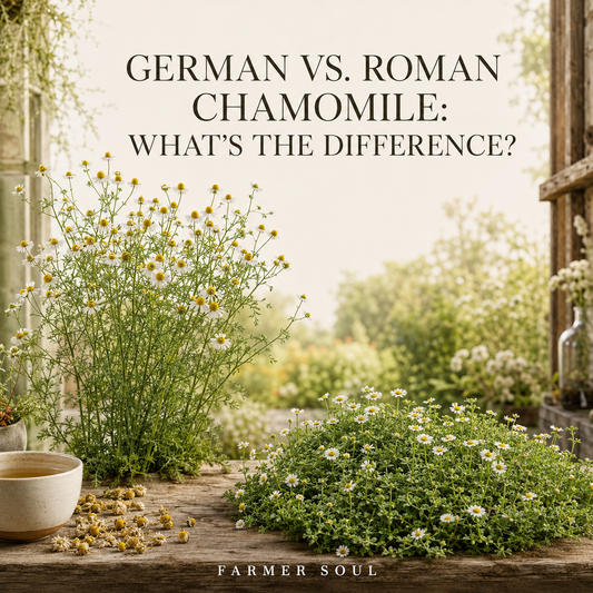 German vs. Roman Chamomile: What's the Difference?